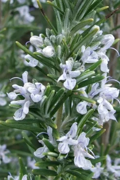 Madeline Hill Rosemary - 1 Gallon Pot