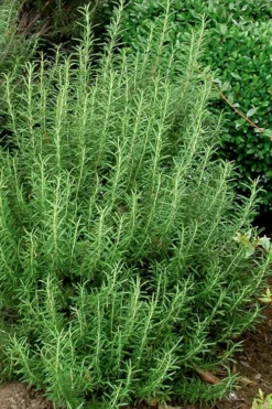 Madeline Hill Rosemary - 1 Gallon Pot -Wilson Bros Gardens rosmarinus officinalis madalene hill hardy rosemary 5