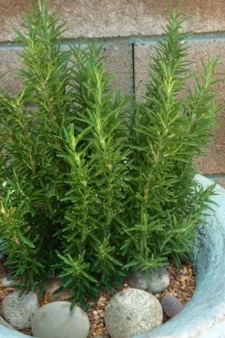 Madeline Hill Rosemary - 1 Gallon Pot -Wilson Bros Gardens rosmarinus officinalis madalene hill hardy rosemary 8
