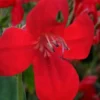 Ragin' Cajun Red Mexican Petunia (Ruellia Elegans) - 5 Pack Quart Pots