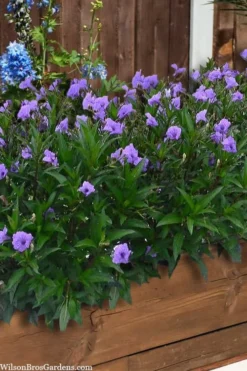 Mayan Compact Purple Mexican Petunia (Ruellia) - 5 Pack Quart Pots 7 Mayan Compact Purple Mexican Petunia (Ruellia) - 5 Pack Quart Pots -Wilson Bros Gardens ruellia simplex mayan compact purple mexican petunia 4