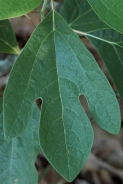 Sassafras Tree (Sassafras Albidium) - 3 Gallon Pot 21 Sassafras Tree (Sassafras Albidium) - 3 Gallon Pot -Wilson Bros Gardens sassafras albidum 1