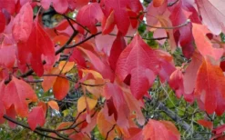 Sassafras Tree (Sassafras Albidium) - 3 Gallon Pot 18 Sassafras Tree (Sassafras Albidium) - 3 Gallon Pot -Wilson Bros Gardens sassafras albidum 12