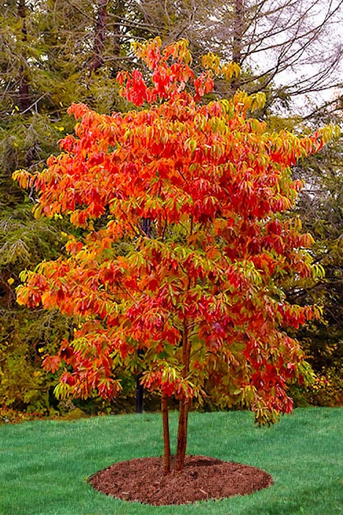 Sassafras Tree (Sassafras Albidium) - 3 Gallon Pot 1 Sassafras Tree (Sassafras Albidium) - 3 Gallon Pot