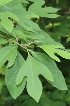 Sassafras Tree (Sassafras Albidium) - 3 Gallon Pot 20 Sassafras Tree (Sassafras Albidium) - 3 Gallon Pot -Wilson Bros Gardens sassafras albidum 2