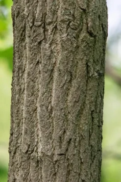 Sassafras Tree (Sassafras Albidium) - 3 Gallon Pot 22 Sassafras Tree (Sassafras Albidium) - 3 Gallon Pot -Wilson Bros Gardens sassafras albidum 7