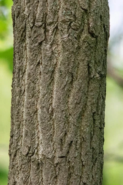 Sassafras Tree (Sassafras Albidium) - 3 Gallon Pot 11 Sassafras Tree (Sassafras Albidium) - 3 Gallon Pot - Image 11