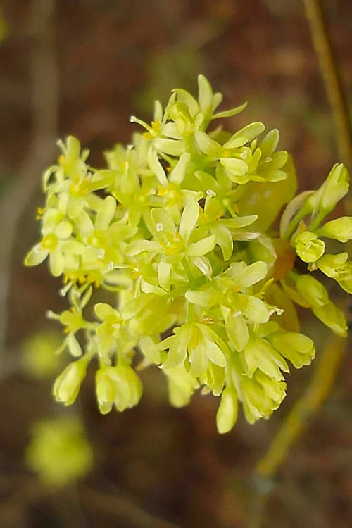 Sassafras Tree (Sassafras Albidium) - 3 Gallon Pot 4 Sassafras Tree (Sassafras Albidium) - 3 Gallon Pot - Image 4