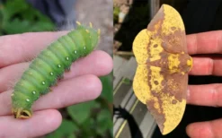Sassafras Tree (Sassafras Albidium) - 3 Gallon Pot 23 Sassafras Tree (Sassafras Albidium) - 3 Gallon Pot -Wilson Bros Gardens sassafras albidum imperial moth 1