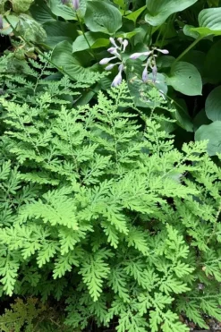 Arborvitae Fern (Selaginella Braunii) - 1 Gallon Pot -Wilson Bros Gardens selaginella braunii arborvitae fern 3