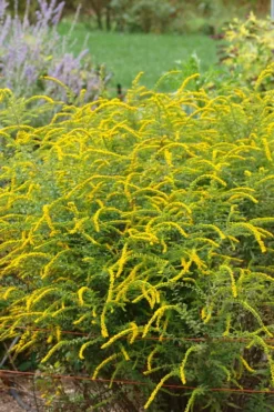 Fireworks Goldenrod (Solidago) - 1 Gallon Pot -Wilson Bros Gardens solidago rugosum fireworks goldenrod 25
