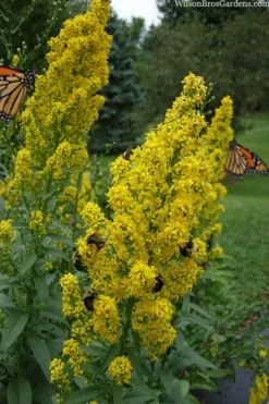 Showy Goldenrod (Solidago Speciosa) - 1 Gallon Pot