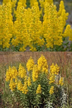 Showy Goldenrod (Solidago Speciosa) - 1 Gallon Pot -Wilson Bros Gardens solidago speciosa showy goldenrod 5