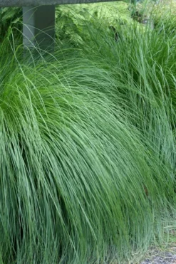 Prairie Dropseed Grass (Sporobolis Heterolepis) - 6 Pack Of 1 Gallon Pots 14 Prairie Dropseed Grass (Sporobolis Heterolepis) - 6 Pack Of 1 Gallon Pots -Wilson Bros Gardens sporobolis heterolepis prairie dropseed grass 1