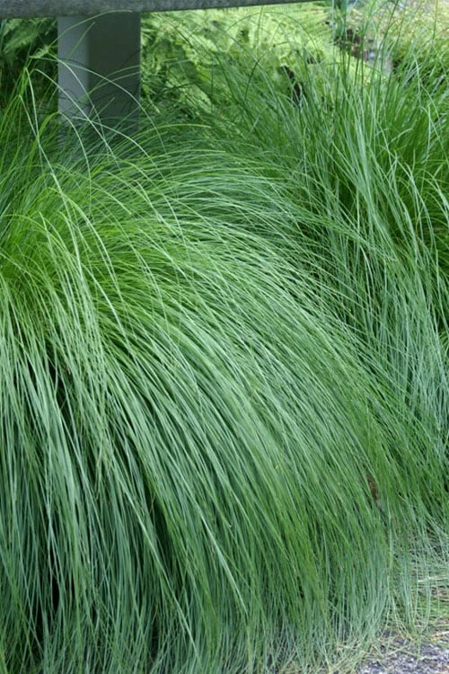 Prairie Dropseed Grass (Sporobolis Heterolepis) - 6 Pack Of 1 Gallon Pots 6 Prairie Dropseed Grass (Sporobolis Heterolepis) - 6 Pack Of 1 Gallon Pots - Image 6