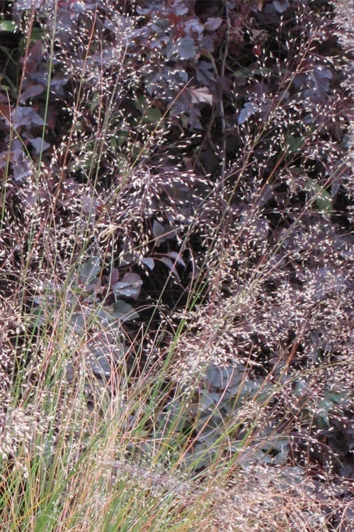 Prairie Dropseed Grass (Sporobolis Heterolepis) - 6 Pack Of 1 Gallon Pots 7 Prairie Dropseed Grass (Sporobolis Heterolepis) - 6 Pack Of 1 Gallon Pots - Image 7