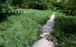 Prairie Dropseed Grass (Sporobolis Heterolepis) - 6 Pack Of 1 Gallon Pots 13 Prairie Dropseed Grass (Sporobolis Heterolepis) - 6 Pack Of 1 Gallon Pots -Wilson Bros Gardens sporobolis heterolepis prairie dropseed grass 2