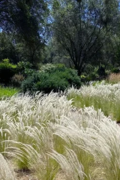 Peruvian Feather Grass (Stipa Ichu) - 1 Gallon Pot -Wilson Bros Gardens stipa ichu peruvian feather grass 12