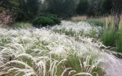 Peruvian Feather Grass (Stipa Ichu) - 1 Gallon Pot -Wilson Bros Gardens stipa ichu peruvian feather grass 4