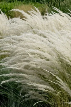 Peruvian Feather Grass (Stipa Ichu) - 1 Gallon Pot -Wilson Bros Gardens stipa ichu peruvian feather grass 7