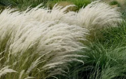 Peruvian Feather Grass (Stipa Ichu) - 1 Gallon Pot -Wilson Bros Gardens stipa ichu peruvian feather grass 8