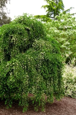 Fragrant Fountain Weeping Japanese Snowbell Tree - 5 Gallon Pot -Wilson Bros Gardens styrax japonica fragrant fountain weeping japanese snowbell tree 5