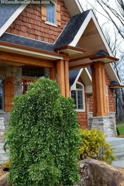 Fragrant Fountain Weeping Japanese Snowbell Tree - 5 Gallon Pot -Wilson Bros Gardens styrax japonica fragrant fountain weeping japanese snowbell tree 9
