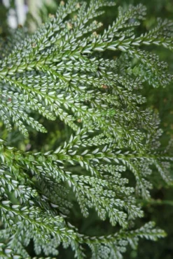 Hiba Arborvitae (Thujopsis Dolabrata) - 3 Gallon Pot -Wilson Bros Gardens thujopsis dolabrata hiba arborvitae 7