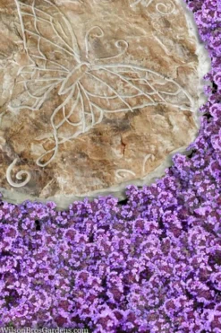 Caborn Wine & Roses Creeping Thyme - 5 Pack Of Pint Pots -Wilson Bros Gardens thymus caborn wine and roses 2 1