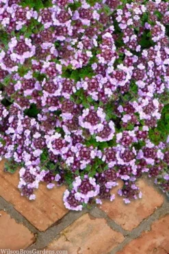 Caborn Wine & Roses Creeping Thyme - 5 Pack Of Quart Pots