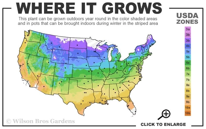 Chelsea Clematis - 1 Gallon Pot 3 Chelsea Clematis - 1 Gallon Pot - Image 3