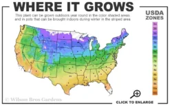 Acropolis Clematis - 1 Gallon Pot -Wilson Bros Gardens usda zone map 18