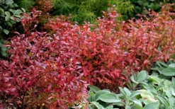 Wild Lowbush Blueberry Plant - 1 Gallon -Wilson Bros Gardens vaccinium angustifolium low bush blueberry 2