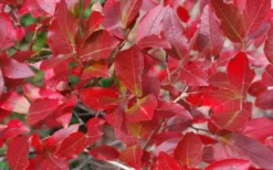 Wild Lowbush Blueberry Plant - 1 Gallon -Wilson Bros Gardens vaccinium angustifolium low bush blueberry 6