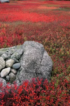 Wild Lowbush Blueberry Plant - 1 Gallon -Wilson Bros Gardens vaccinium angustifolium low bush blueberry 7