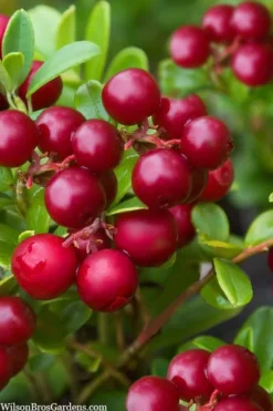 Red Candy Ligonberry (Vaccinum Vitis-idaea) - 1 Gallon 7 Red Candy Ligonberry (Vaccinum Vitis-idaea) - 1 Gallon -Wilson Bros Gardens vaccinum vitis idaea red candy ligonberry 2