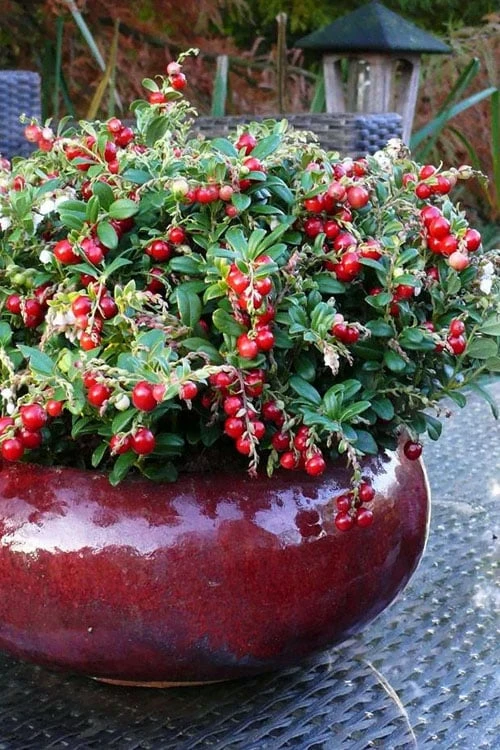 Red Candy Ligonberry (Vaccinum Vitis-idaea) - 1 Gallon 1 Red Candy Ligonberry (Vaccinum Vitis-idaea) - 1 Gallon