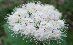 Maple Leaf Viburnum - 1 Gallon Pot -Wilson Bros Gardens viburnum acerifolium maple leaf 15
