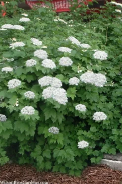 Maple Leaf Viburnum - 3 Pack Of 1.5 Quart Pots -Wilson Bros Gardens viburnum acerifolium maple leaf 16 1