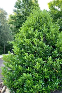 Mirror Leaf Sweet Viburnum - 1 Gallon Pot -Wilson Bros Gardens viburnum awabuki chindo 3