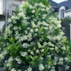 Mirror Leaf Sweet Viburnum - 1 Gallon Pot