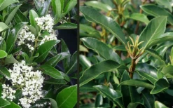 Mirror Leaf Sweet Viburnum - 1 Gallon Pot -Wilson Bros Gardens viburnum awabuki chindo 4