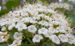 Mohican Arrowwood Viburnum - 6 Gallon Pot (4-5') -Wilson Bros Gardens viburnum lantana mohican 1