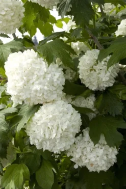 Eastern Snowball Viburnum Bush - 3 Gallon Pot 14 Eastern Snowball Viburnum Bush - 3 Gallon Pot -Wilson Bros Gardens viburnum opulus sterile eastern snowball 2