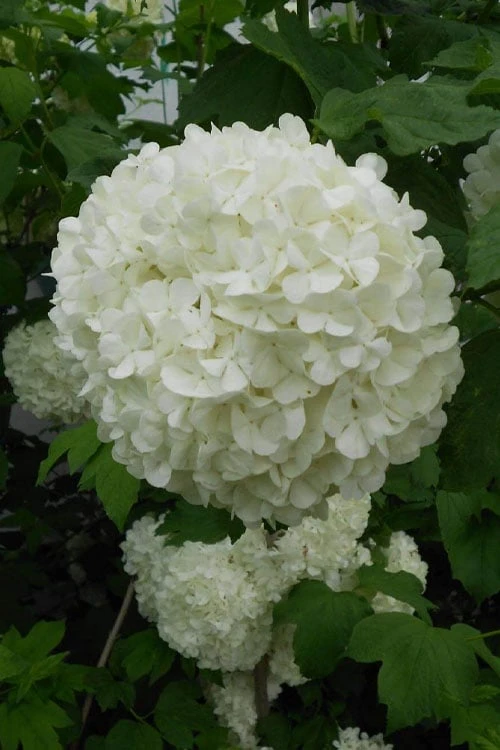 Eastern Snowball Viburnum Bush - 3 Gallon Pot 5 Eastern Snowball Viburnum Bush - 3 Gallon Pot - Image 5