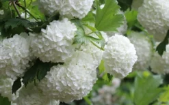 Eastern Snowball Viburnum Bush - 3 Gallon Pot 15 Eastern Snowball Viburnum Bush - 3 Gallon Pot -Wilson Bros Gardens viburnum opulus sterile eastern snowball 4