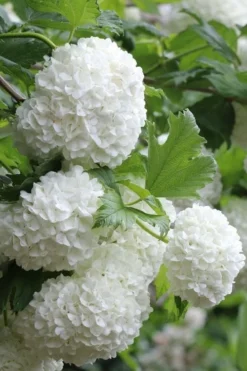 Eastern Snowball Viburnum Bush - 3 Gallon Pot 13 Eastern Snowball Viburnum Bush - 3 Gallon Pot -Wilson Bros Gardens viburnum opulus sterile eastern snowball 5