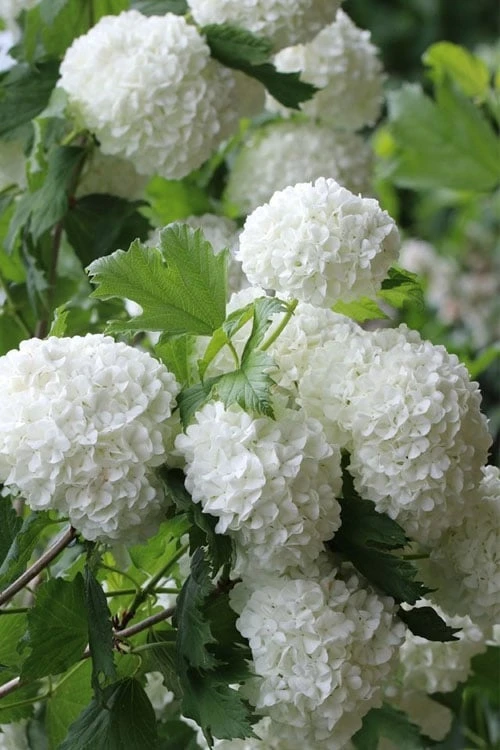 Eastern Snowball Viburnum Bush - 3 Gallon Pot 1 Eastern Snowball Viburnum Bush - 3 Gallon Pot