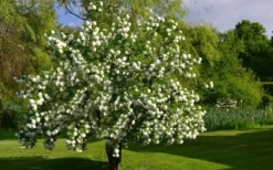 Eastern Snowball Viburnum Bush - 3 Gallon Pot 11 Eastern Snowball Viburnum Bush - 3 Gallon Pot -Wilson Bros Gardens viburnum opulus sterile eastern snowball 9