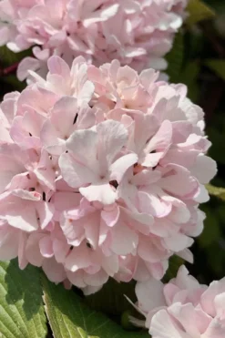 Kern's Pink Snowball Viburnum Bush - 2 Gallon Pot